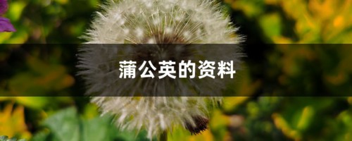 蒲公英的资料，蒲公英图片