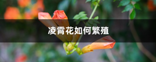 凌霄花如何繁殖，如何移植