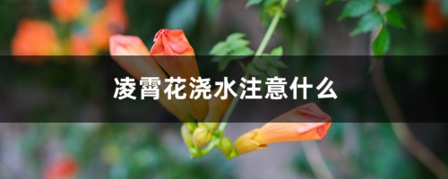 凌霄花浇水注意什么，多长时间浇水