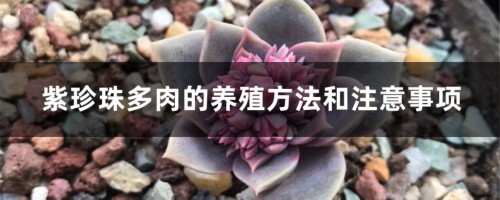 紫珍珠多肉的养殖方法和注意事项